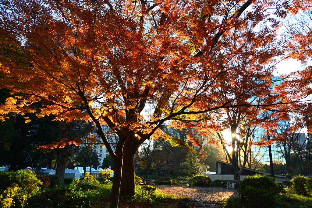 日比谷公園の紅葉_2