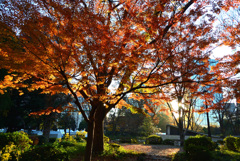 日比谷公園の紅葉_2