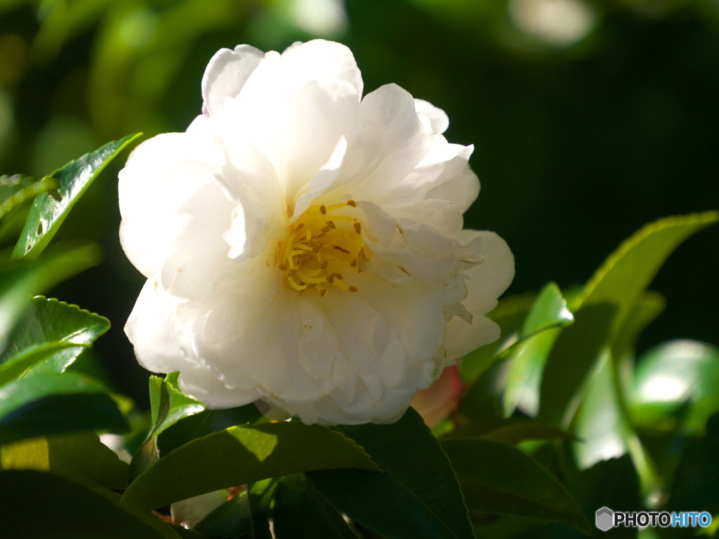 山茶花