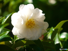 山茶花