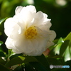 山茶花