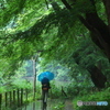 雨の石神井公園０３