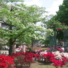平成つつじ公園