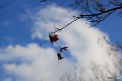 空中遊泳
