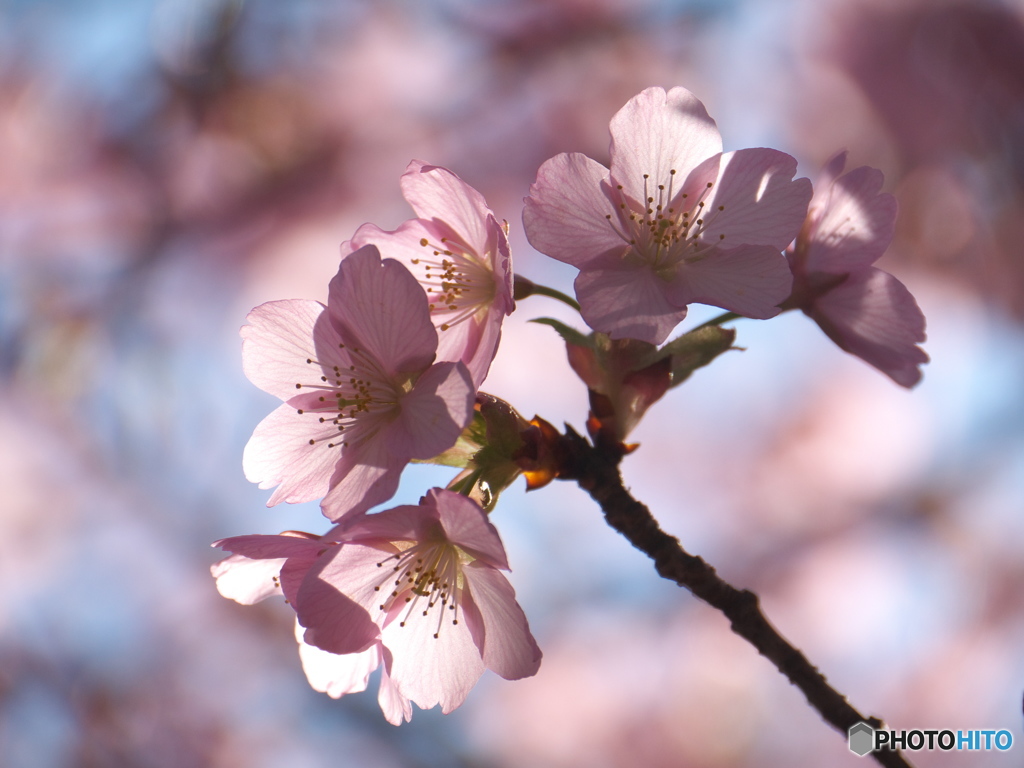 千鳥ヶ淵の修善寺寒桜2