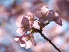 千鳥ヶ淵の修善寺寒桜2