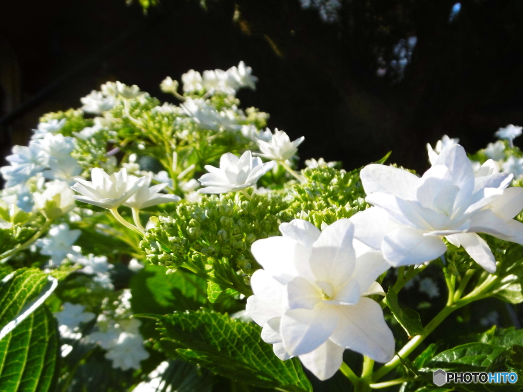 朝日を浴びる紫陽花1