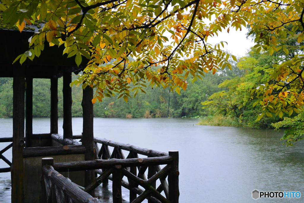 雨の三宝寺池と東屋と紅葉