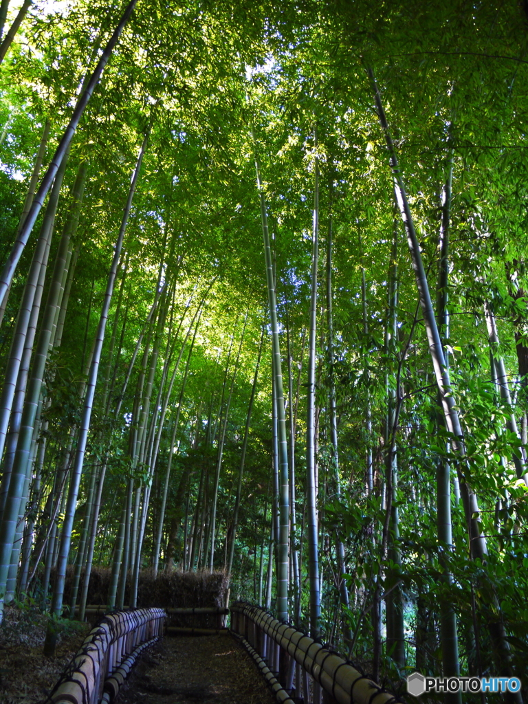 竹林公園1