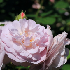 薔薇（フローレンス デルアットル）