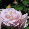 薔薇（フローレンス デルアットル）