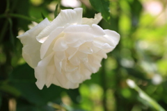 白の薔薇