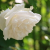白の薔薇