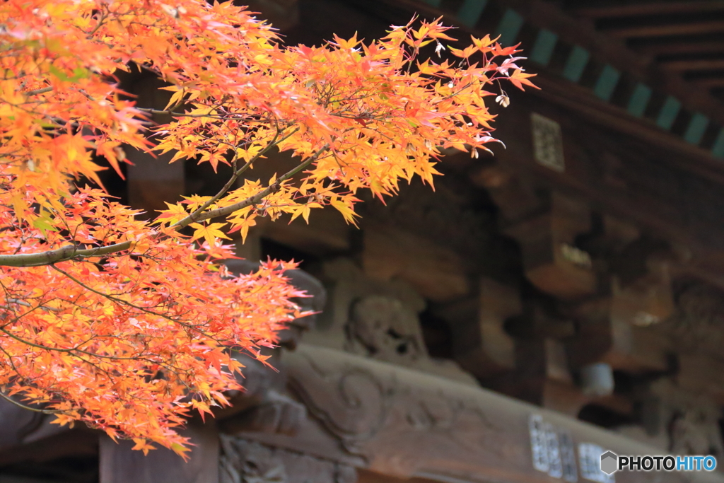 三宝寺の紅葉2