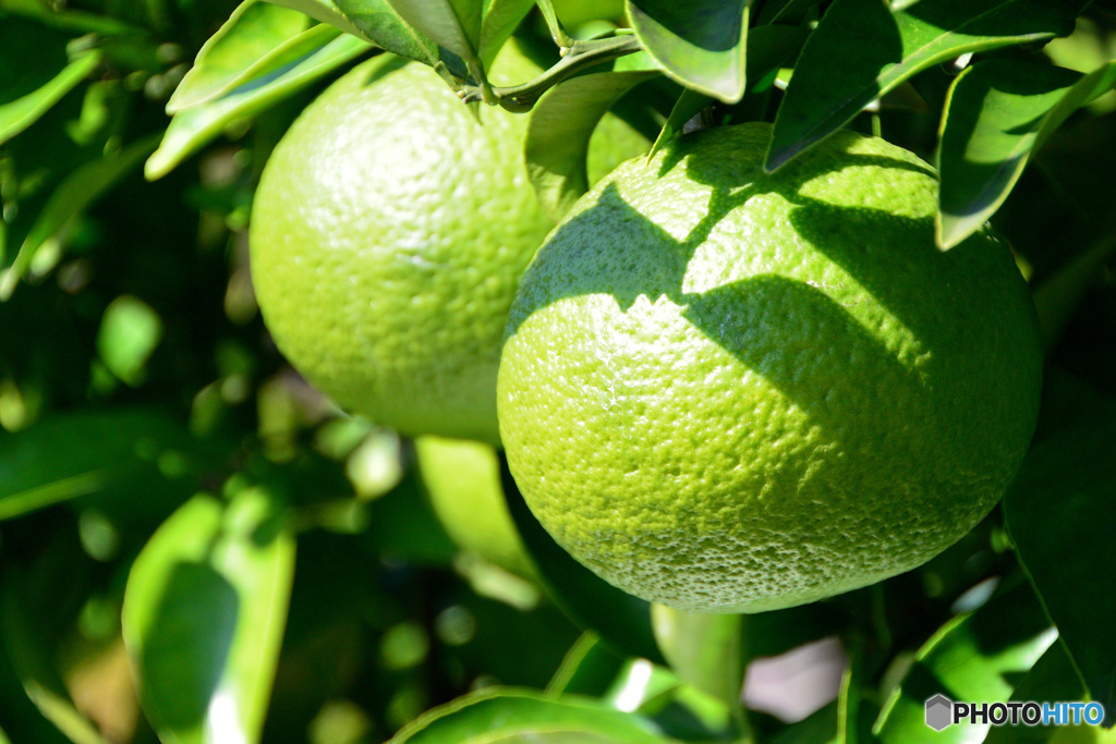 アマナツミカン