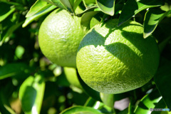 アマナツミカン