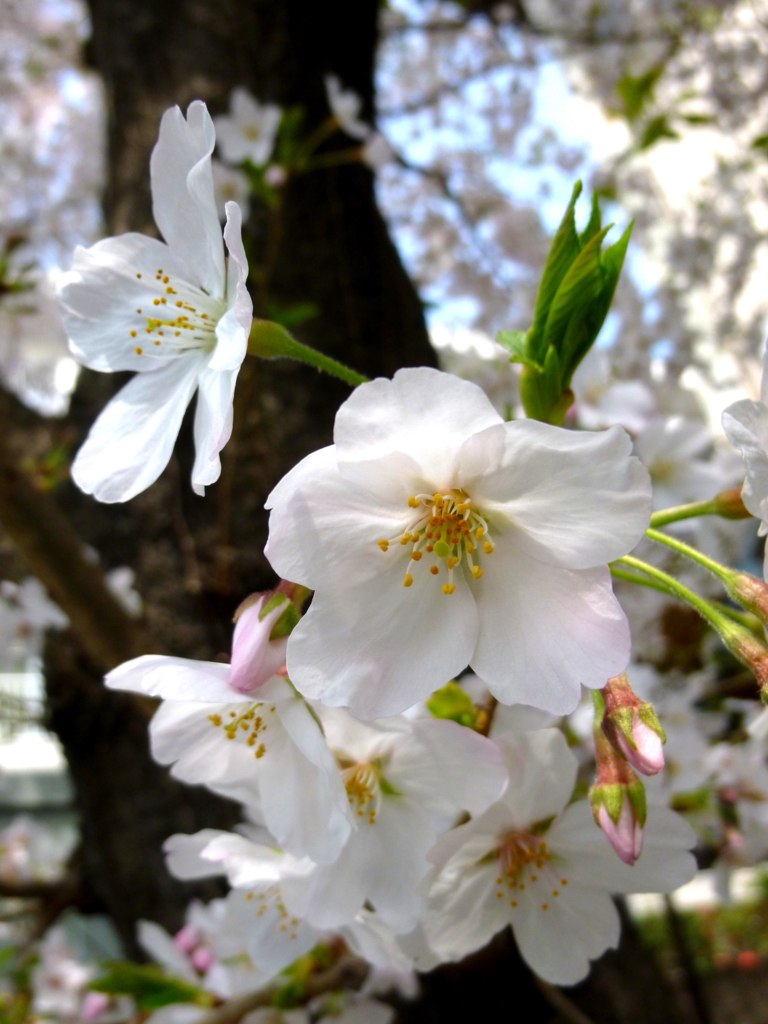 工場の桜1