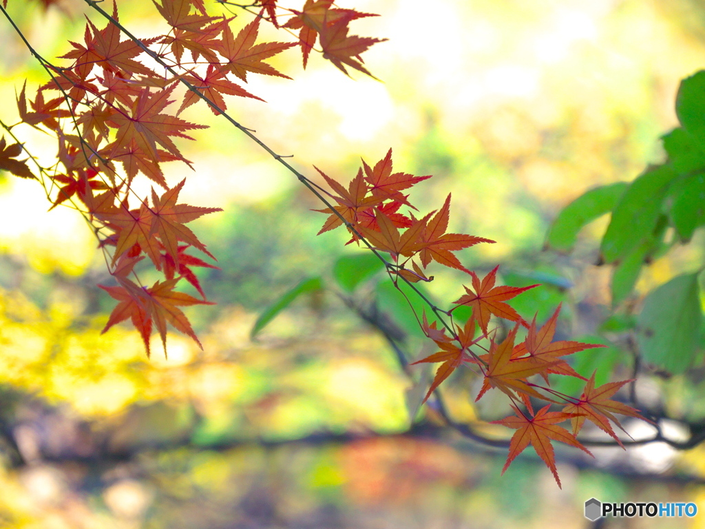 紅葉