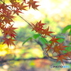 紅葉