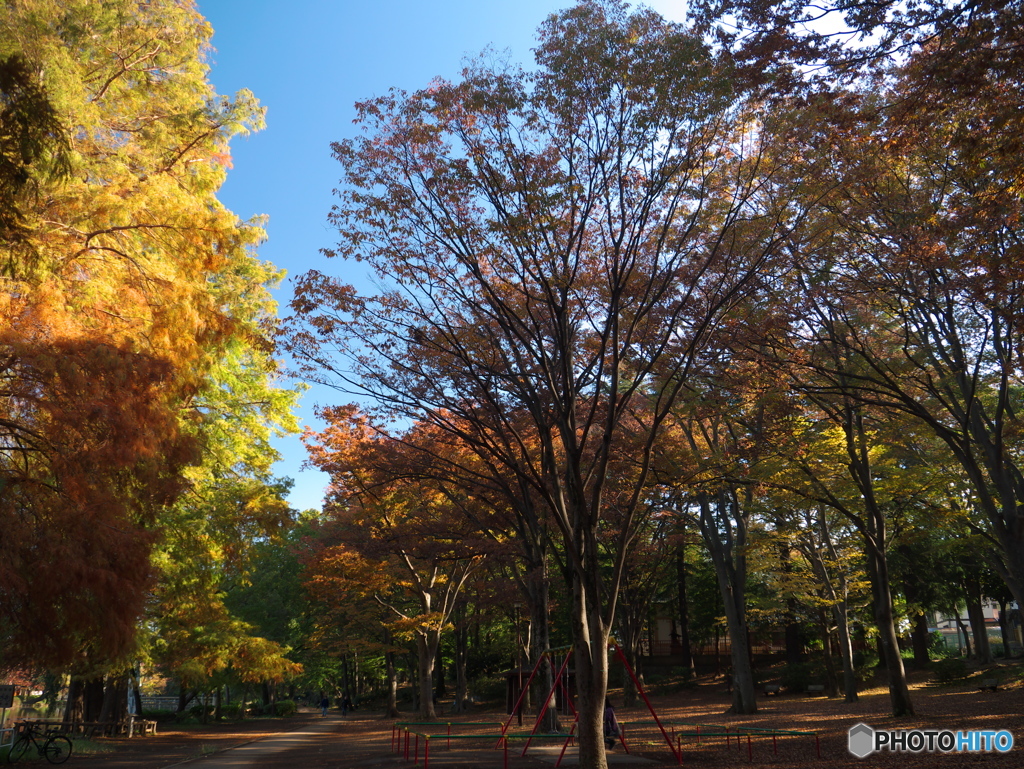 11月の石神井公園２