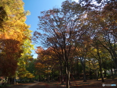 11月の石神井公園２