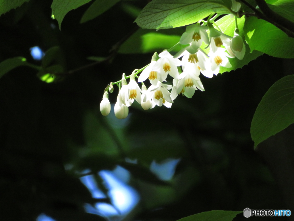 埼玉県営和光樹林公園2