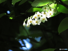 埼玉県営和光樹林公園2