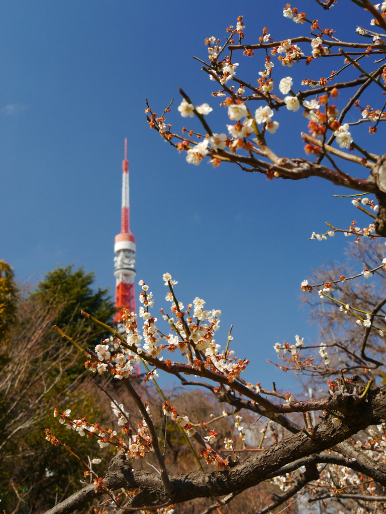 芝公園の梅園