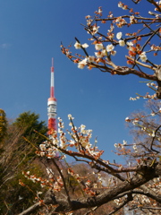 芝公園の梅園