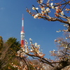 芝公園の梅園