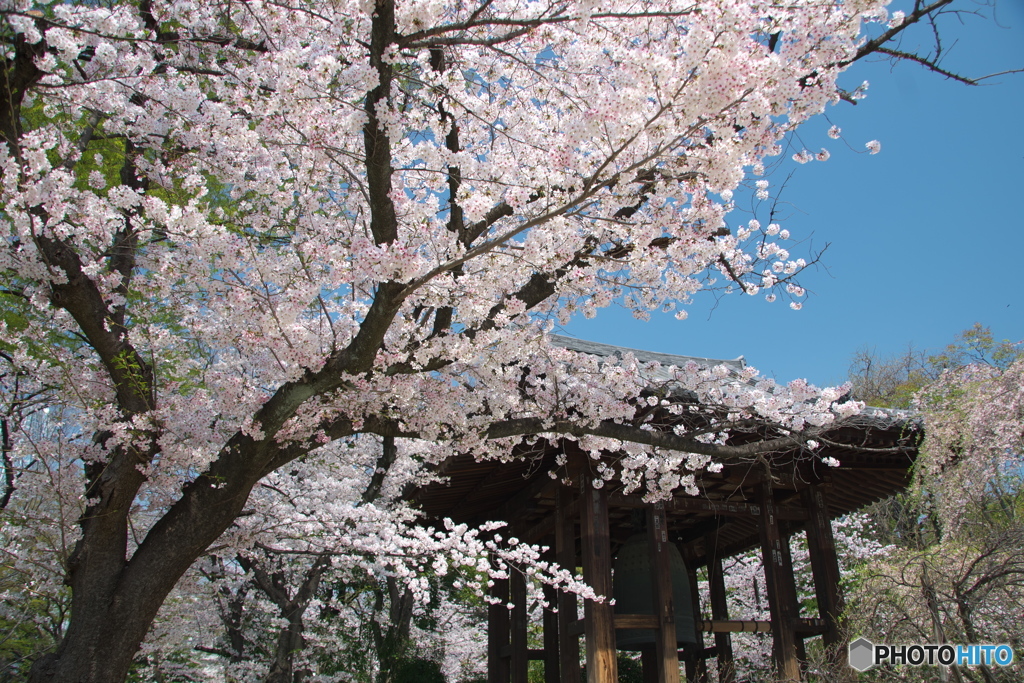 芝、増上寺の桜１