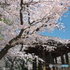 芝、増上寺の桜１
