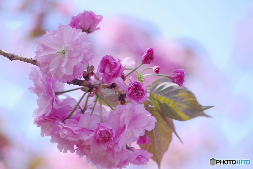 石神井公園で咲く桜2