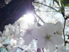 工場の桜_2