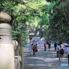 新緑の明治神宮5