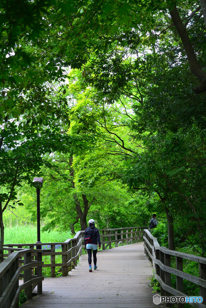 新緑の遊歩道