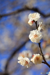 梅の花（八重冬至）