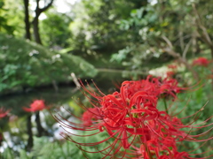 小石川後楽園の彼岸花