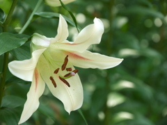 日比谷公園の百合