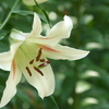 日比谷公園の百合