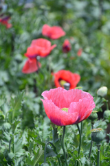 ケシの花