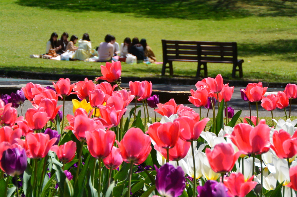 稲荷山公園の桜7