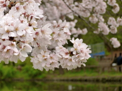 石神井公園の桜1