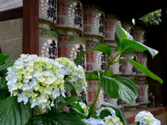 紫陽花と薦樽