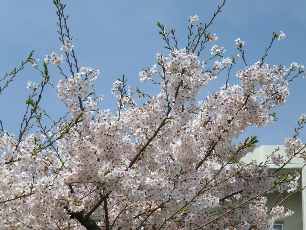 工場の桜3