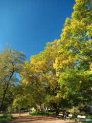 11月の石神井公園４