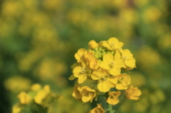 ２月の石神井公園7