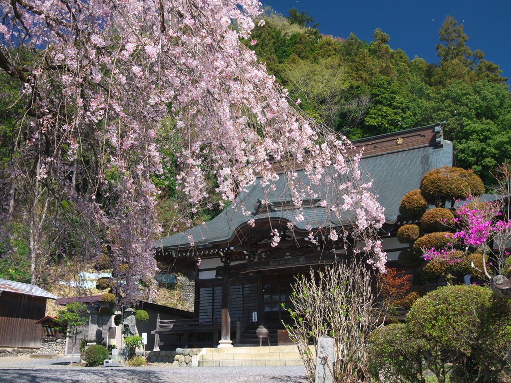 梅岩寺と枝垂れ桜