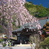 梅岩寺と枝垂れ桜