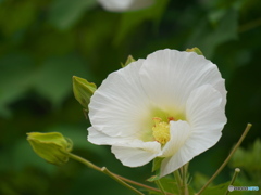 スイフヨウ（粋芙蓉）
